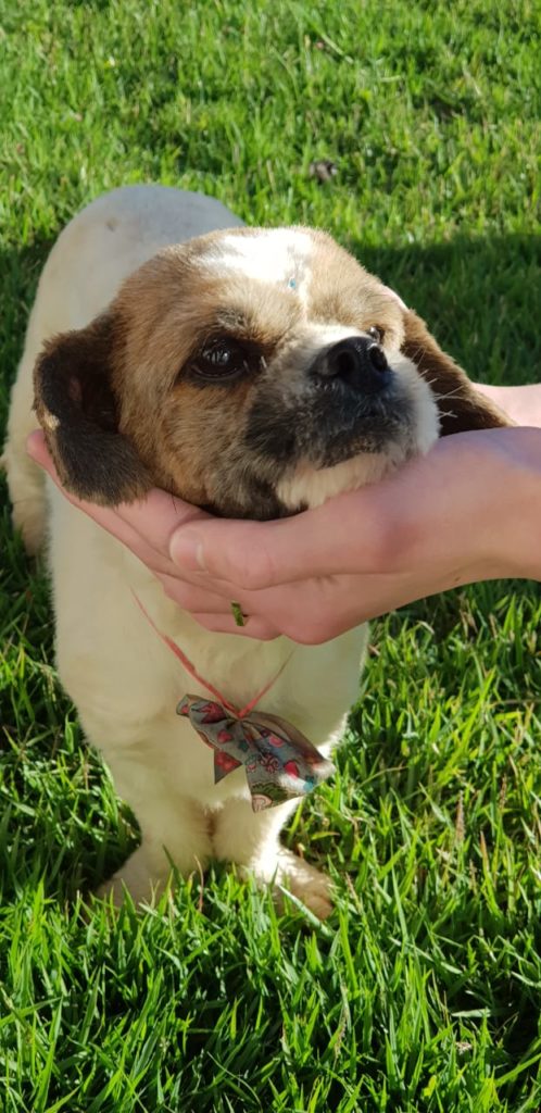 Cadelinha é encontrada no Bairro Coqueiral