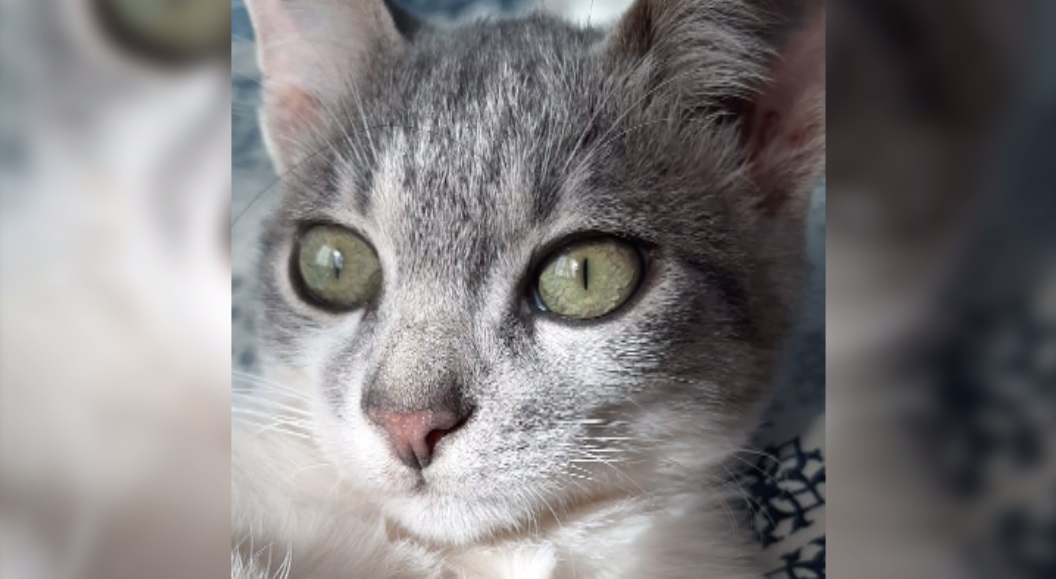 Internautas pedem ajuda para encontrar gatinho que desapareceu Imagem referente a Internautas pedem ajuda para encontrar gatinho que desapareceu