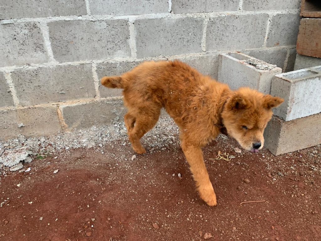 Cão foi encontrado em núcleo industrial às margens da BR-467