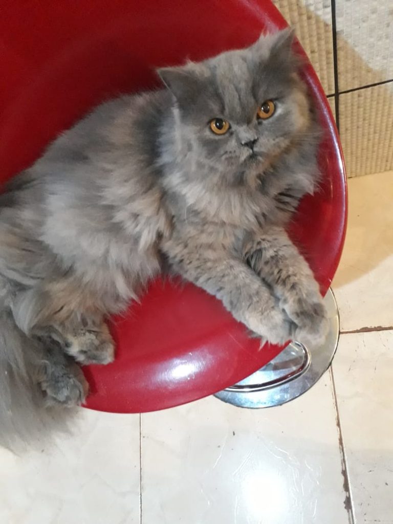 ‘Crystal’ está perdida no Bairro Esmeralda