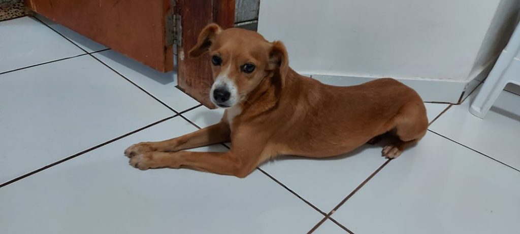 Cadela é encontrada na Rua Jorge Lacerda