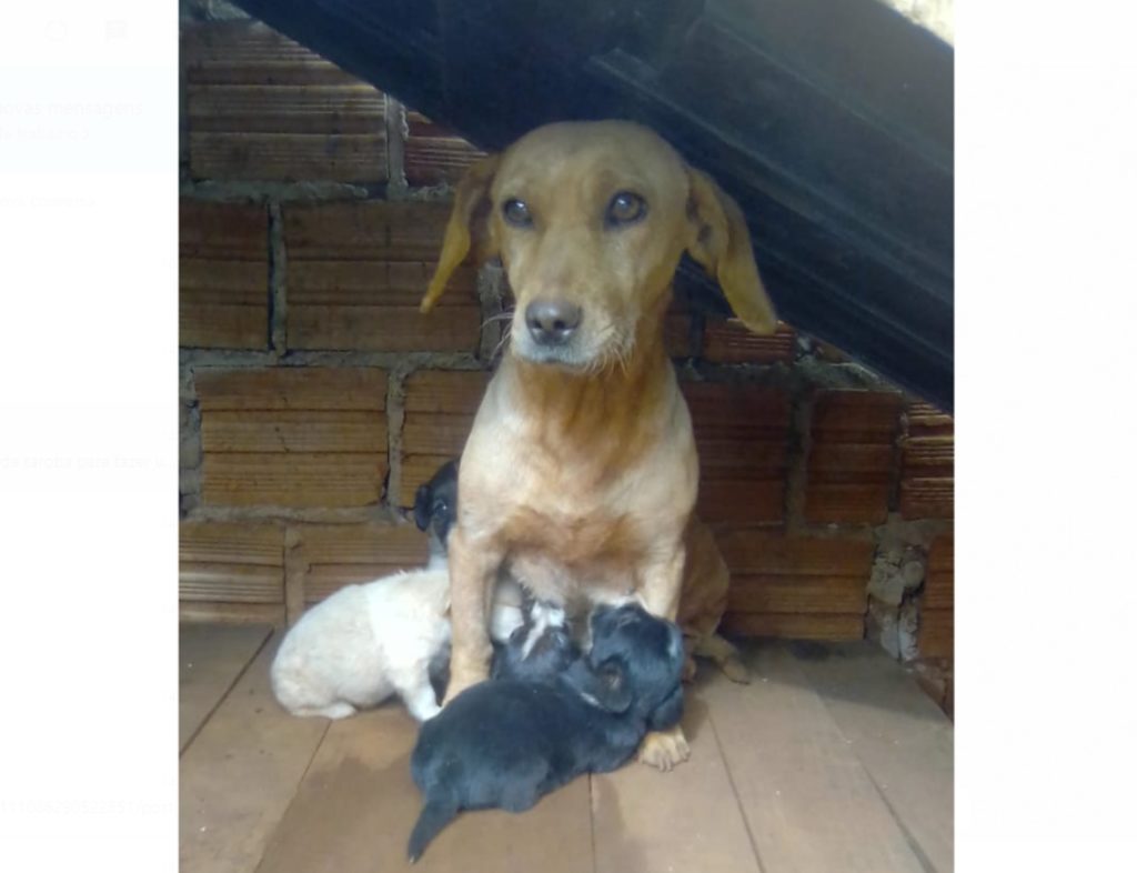 Cachorrinha com filhotes precisa de um novo lar