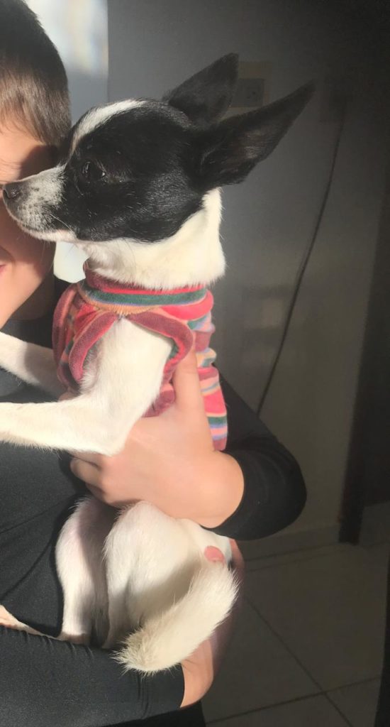 Donos oferecem recompensa por cachorrinha que sumiu do Bairro XIV de Novembro