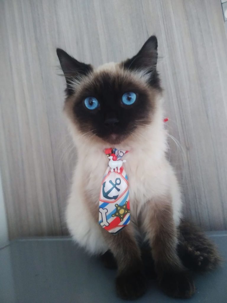 Gato está desaparecido e moradora do Parque São Paulo pede ajuda para encontrá-lo