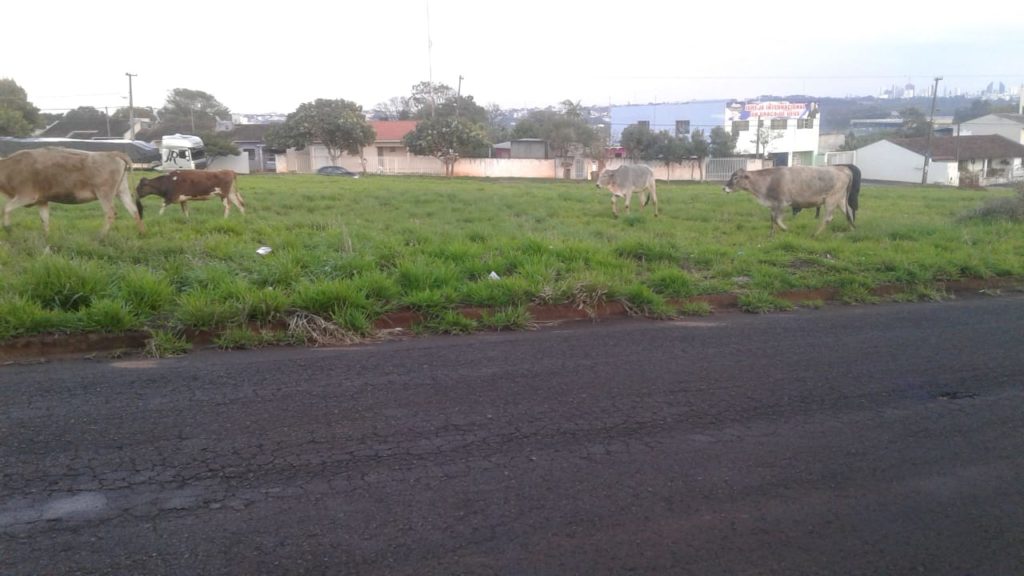 Animais soltos no Jardim Veneza causam preocupação