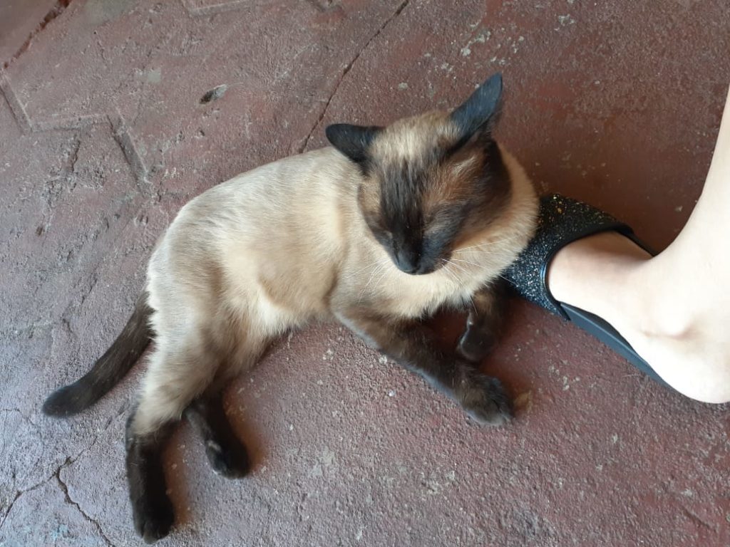 ‘Floquinho’ desapareceu na região do Bairro Parque São Paulo
