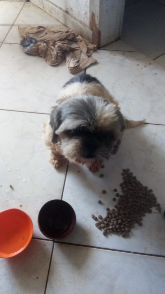 Cachorrinho de estimação é encontrado no Bairro Santa Cruz