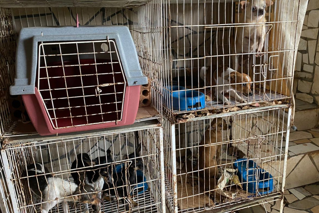 Polícia Civil resgata cerca de 400 animais no primeiro semestre de 2020
