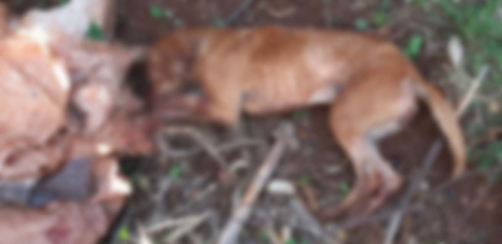 GM prende mulher por crime de maus-tratos após ela matar cachorro com barra de ferro em Londrina