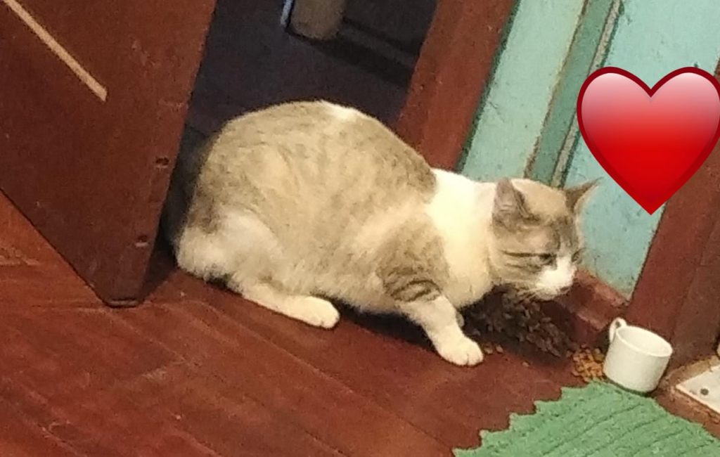 Gato de estimação foi encontrado no Alto Alegre