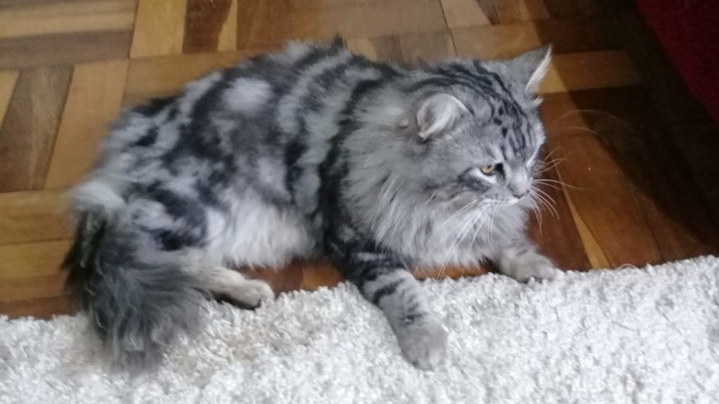 Internauta oferece recompensa por gato que está desaparecido