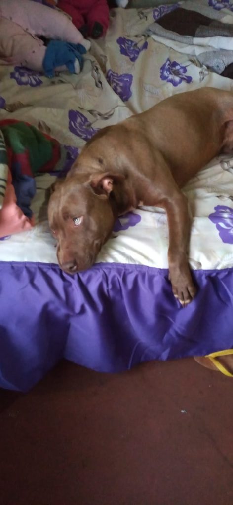 Mulher procura por cão que desapareceu