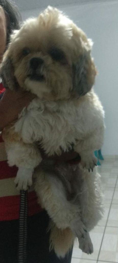 Mulher encontra cachorro perdido no Bairro Coqueiral