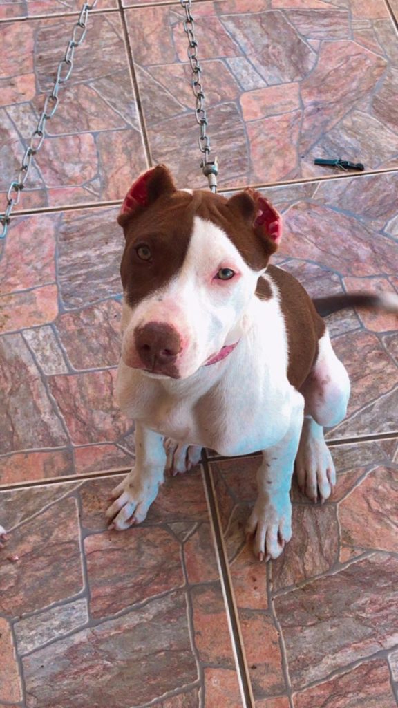 Cadela Pitbull fugiu no Jardim Veneza