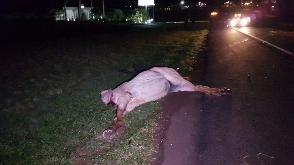 Cavalo invade pista e acaba atingido por veículos na BR-277 em Cascavel
