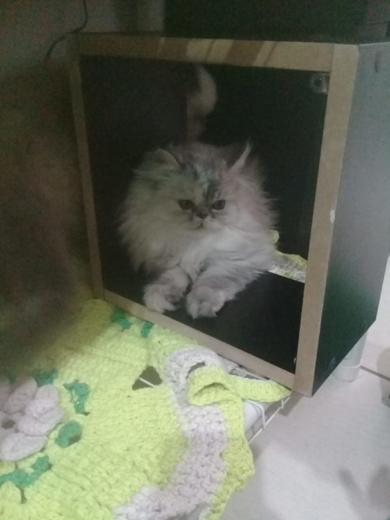 Gata de estimação sumiu no Bairro Esmeralda