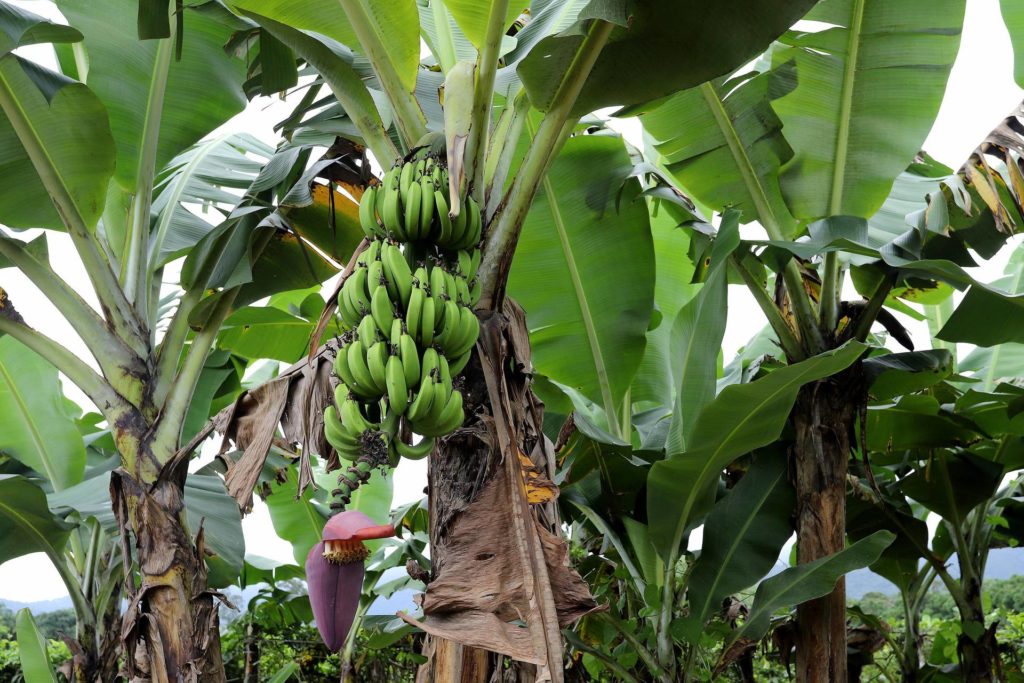Boletim agropecuário aponta perdas na cultura da banana