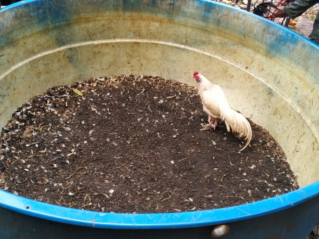 PM Ambiental resgata 22 galos em local de ‘rinha’ em Foz do Iguaçu