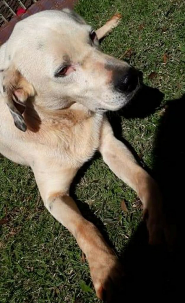 Cachorro é encontrado no Bairro XIV de Novembro