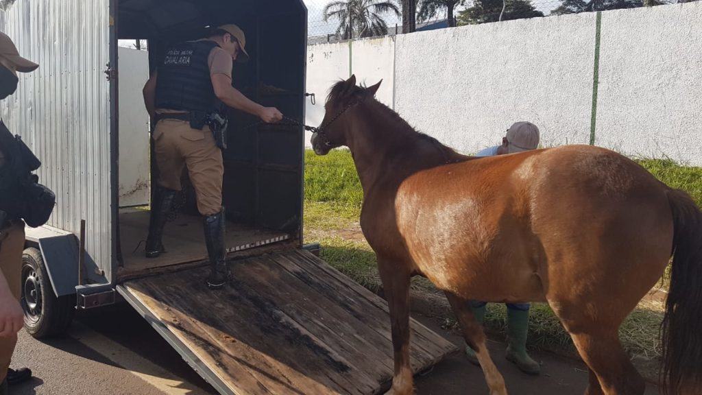 Cavalo solto na Avenida Barão do Rio Branco é recolhido