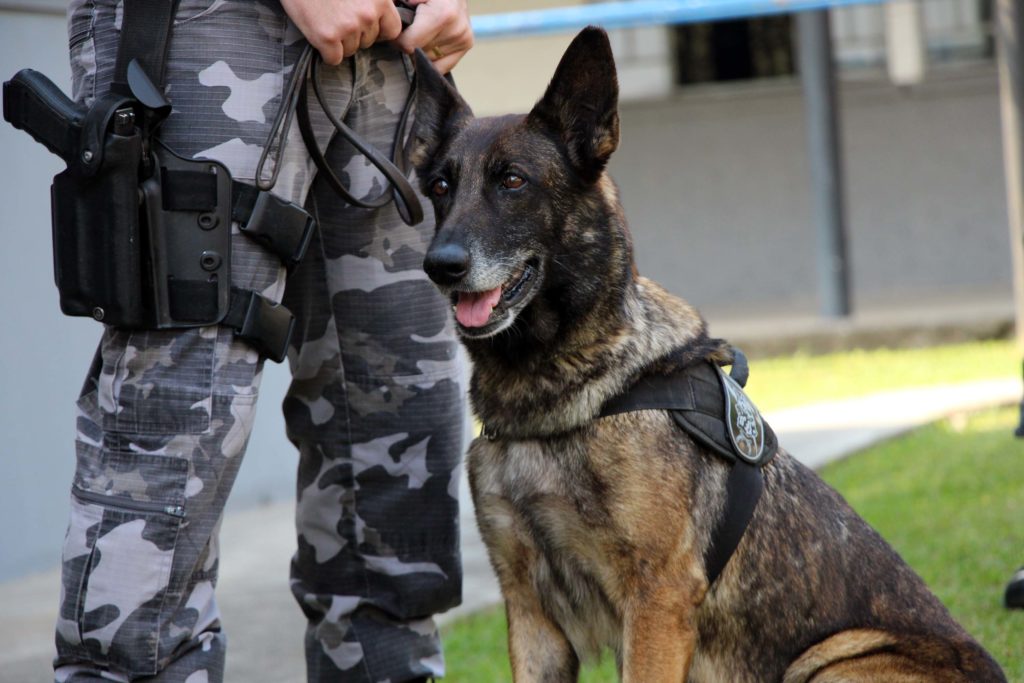 Com ajuda de cães, PM apreende mais de 38 toneladas de maconha