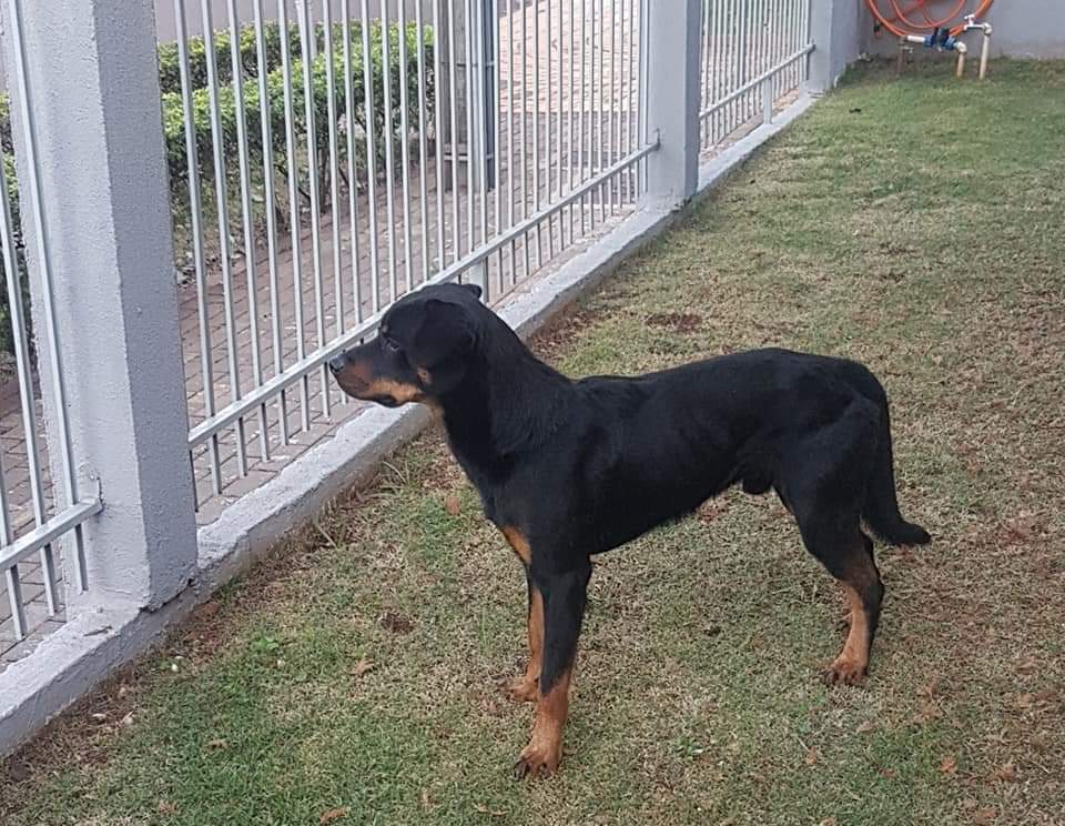 Cachorro é encontrado no Bairro Maria Luíza