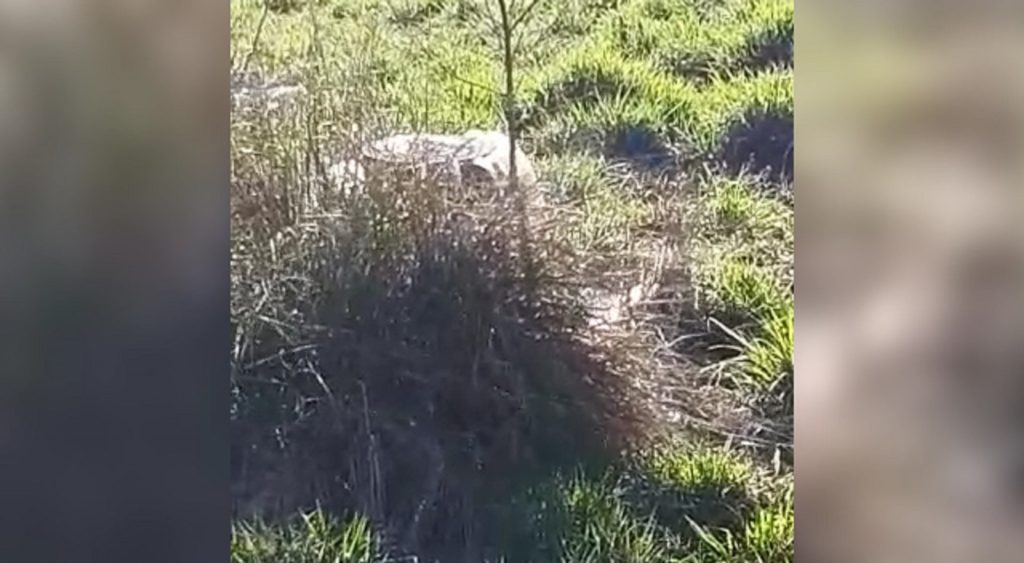 Grande volume de esgoto vaza desde ontem no Parque dos Ipês