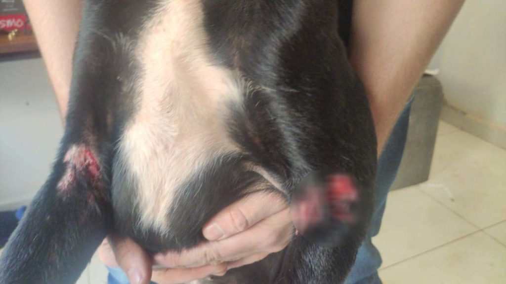 Criminosos invadem residência, agridem cachorros e fogem levando eletrônicos Criminosos invadem residência, agridem cachorros e fogem levando eletrônicos