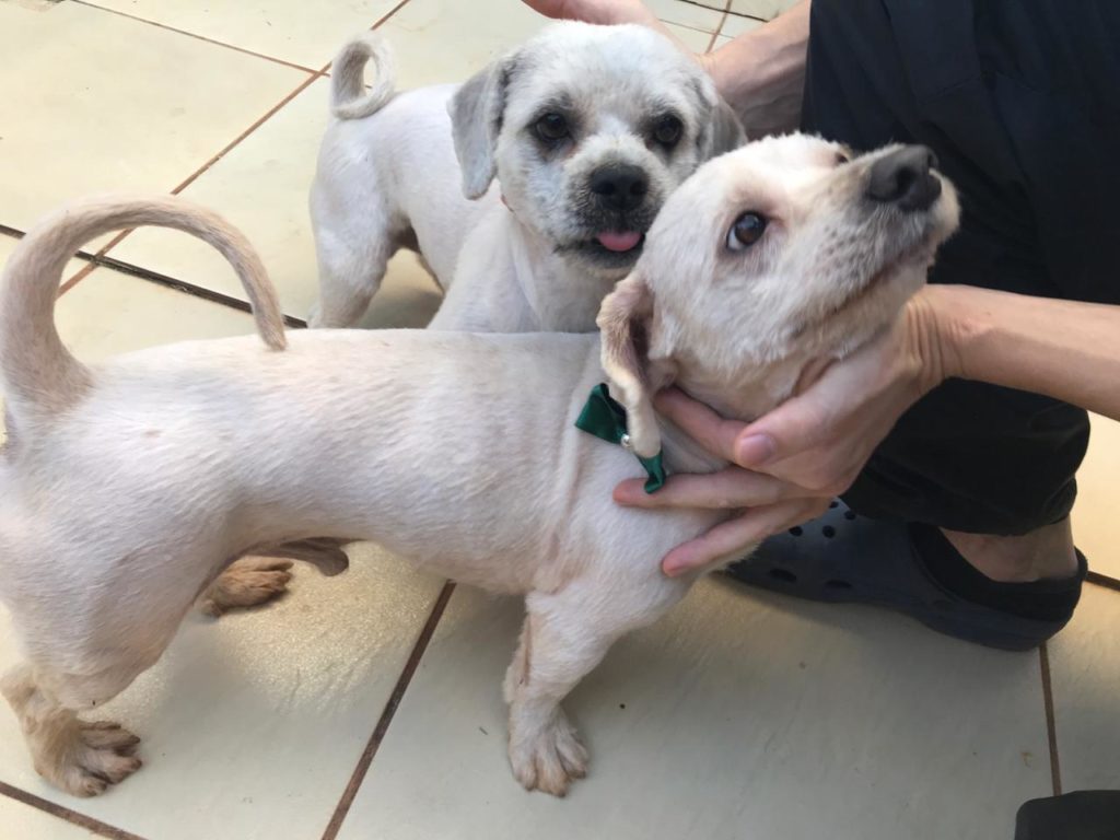 Cachorros são encontrados na Rua Manaus