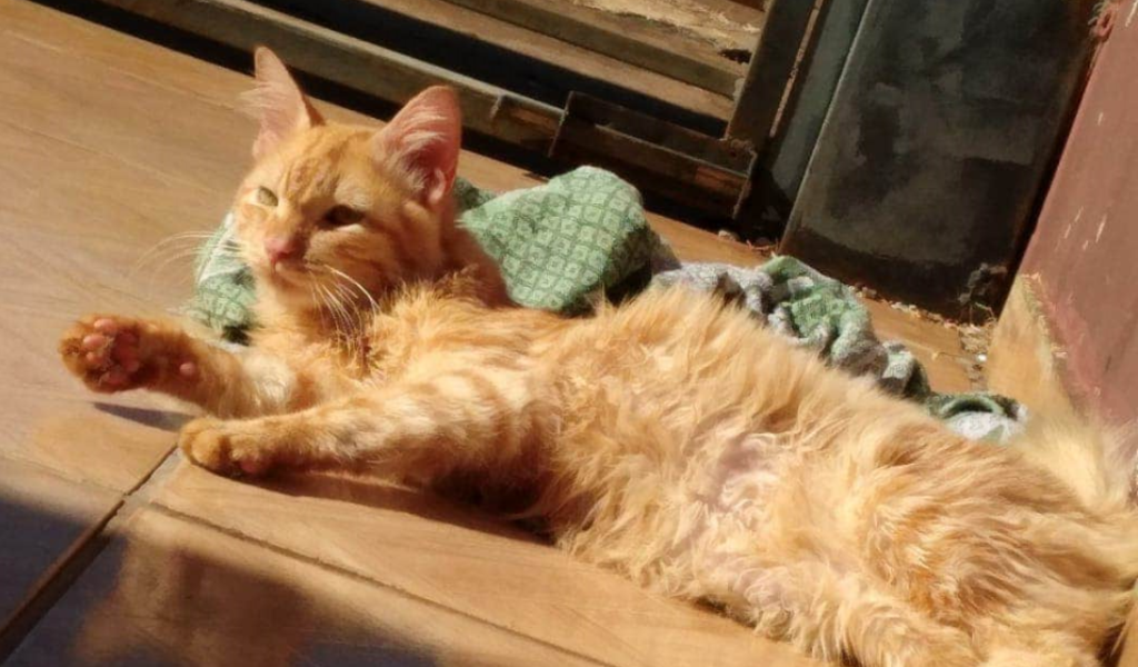 Gato ‘Saimon’ está desaparecido na região do Bairro Paulo Godoy