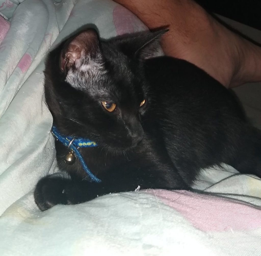 Gato ‘Harley’ está desaparecido na região do Brasília e dona pede ajuda para encontrá-lo
