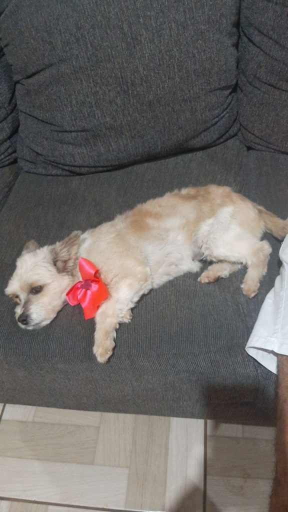 Cachorrinha é encontrada no Bairro Periolo e internauta procura pelo dono