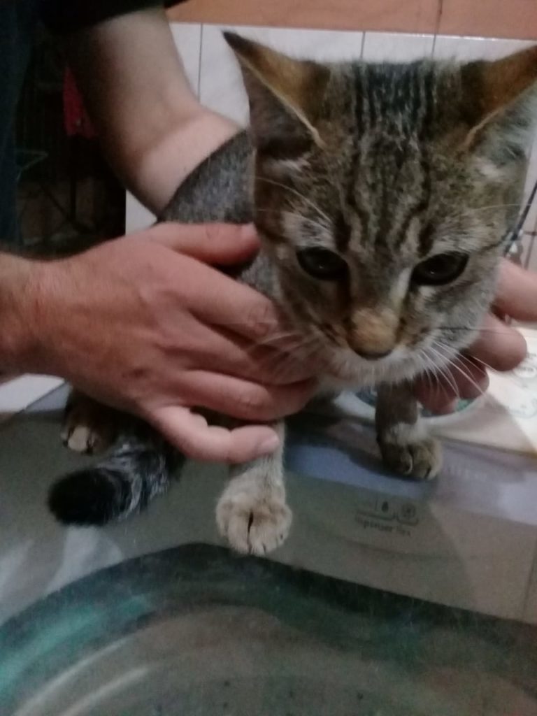 Mulher encontra gatinho no Bairro Universitário e procura pelo dono