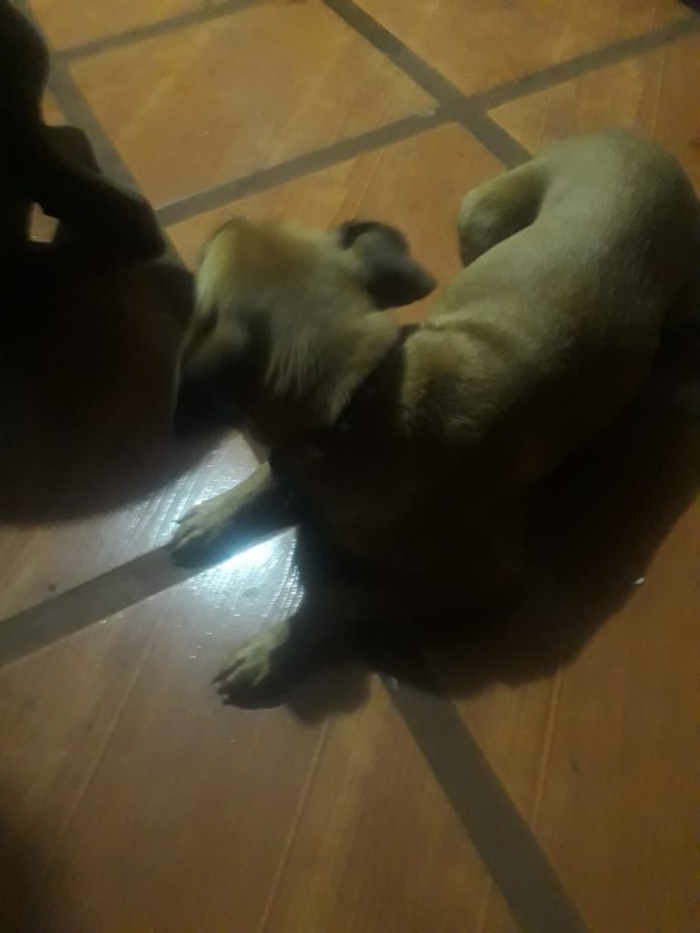 Homem procura dono de cachorra ou alguém que possa prestar assistência ao animal que foi atropelado