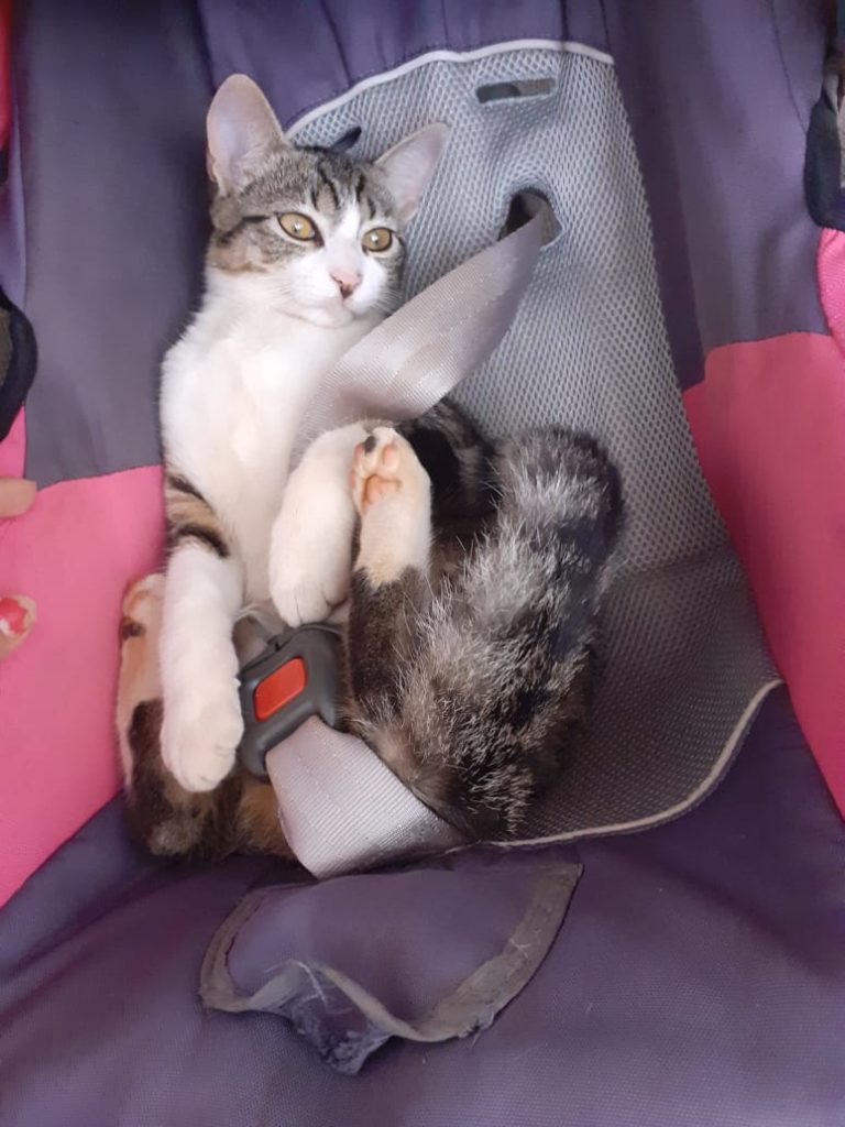Gato de estimação está desaparecido no Santa Cruz