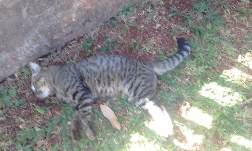 Moradora denuncia envenenamento de gatos no Bairro Cascavel Velho