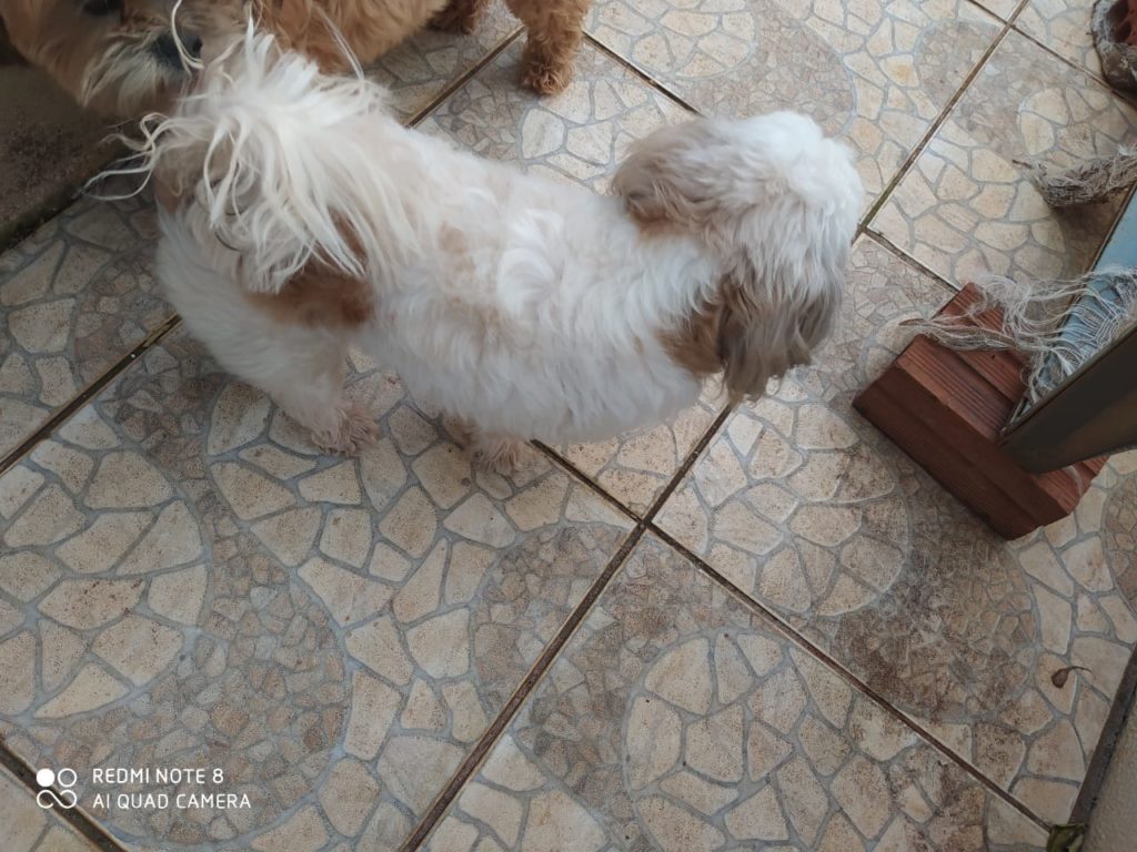 Cadelinha é encontrada na Região do Canadá