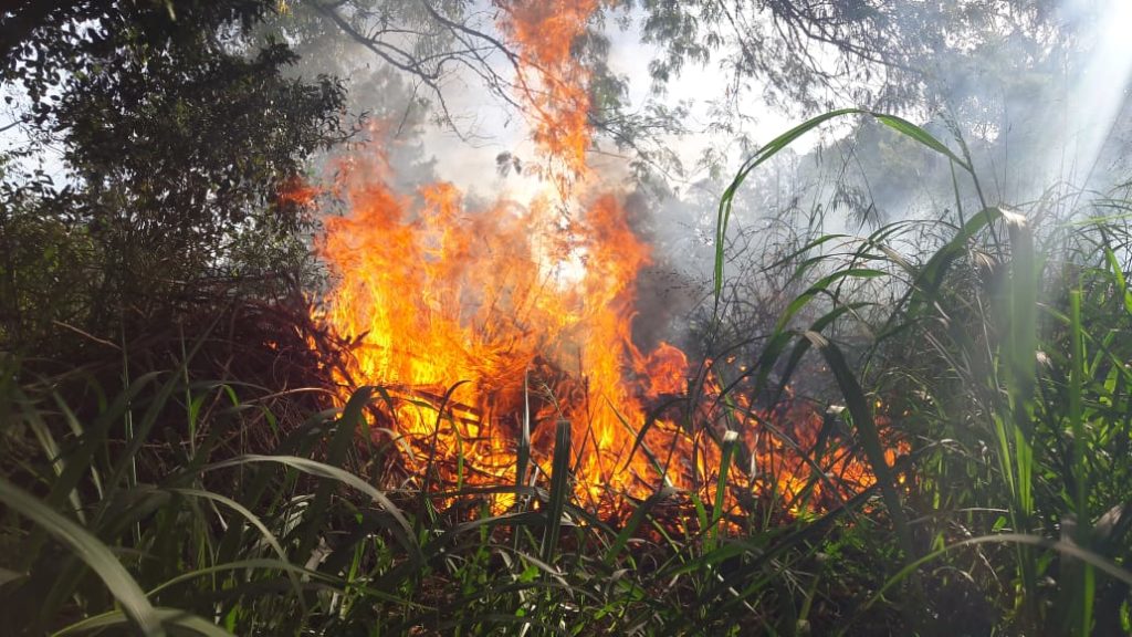 Fogo atinge área de vegetação no Bairro Santa Felicidade