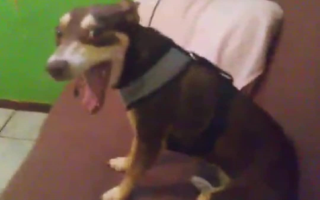 Cachorrinha ‘Nina’ está desaparecida na região do Santa Cruz