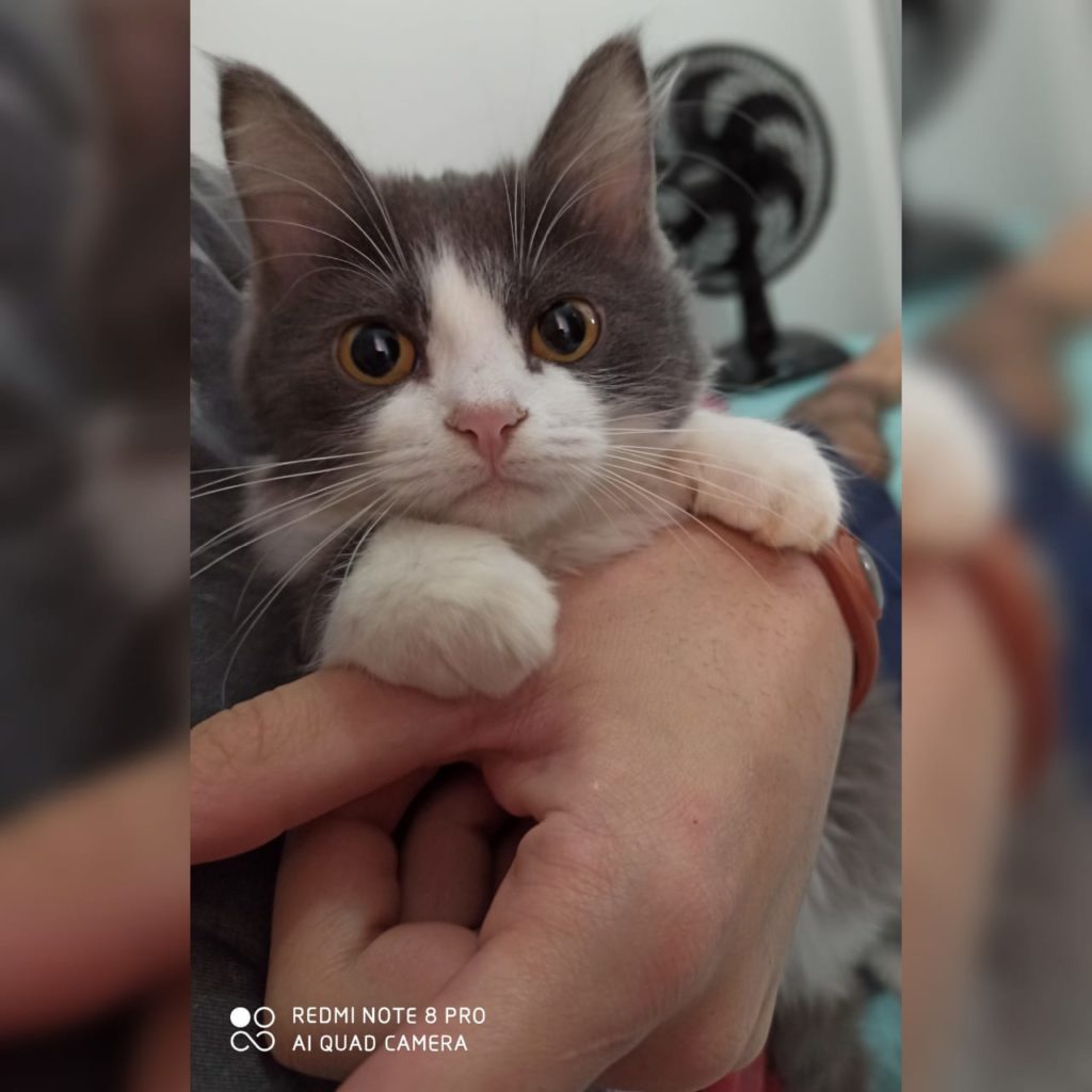 Gata de estimação desapareceu no Pioneiros Catarinenses