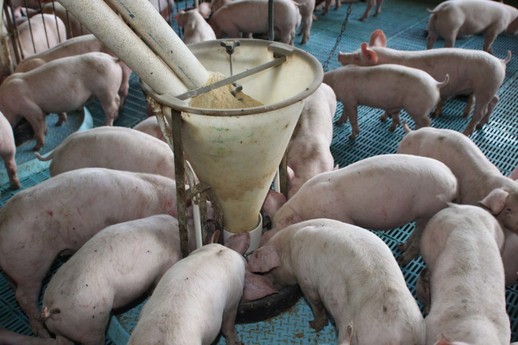 Preço médio recebido pelos suinocultores aumenta no Estado