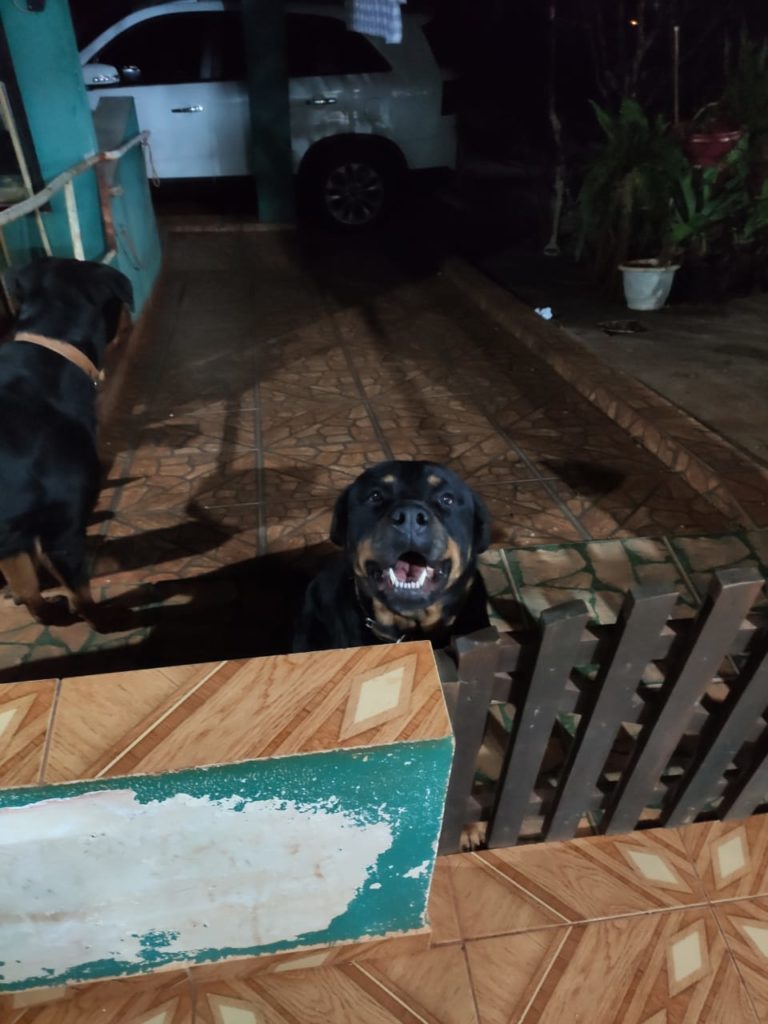 Rottweilers sumiram no Bairro Morumbi