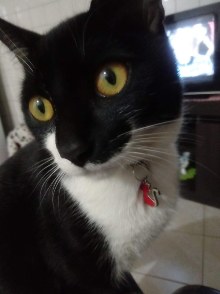 Gato de estimação está perdido no Interlagos
