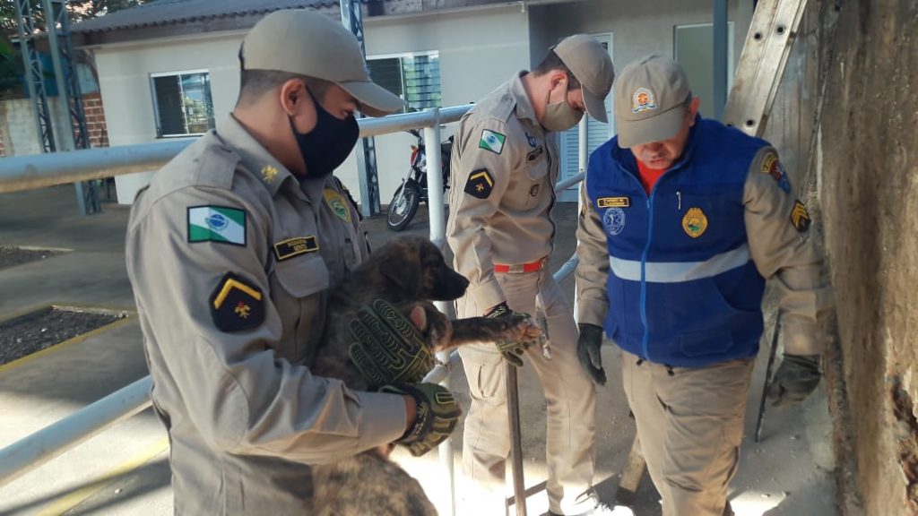 Cachorro fica preso entre dois muros e é resgatado pelo Corpo de Bombeiros