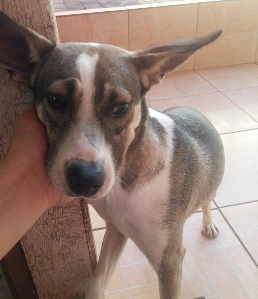 Lilica desapareceu no Jardim Itália