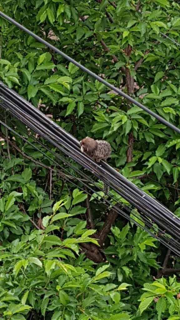 Mulher faz apelo para resgate de macaco na Rua Erechim