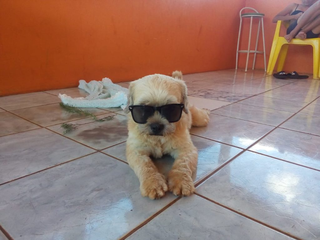 Scooby desapareceu no Jardim União