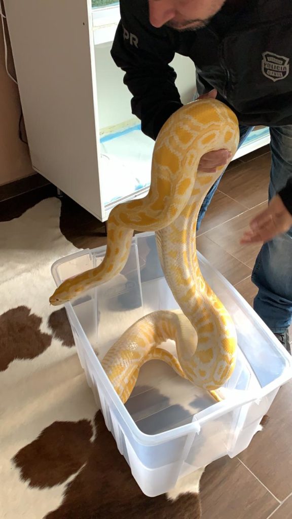Cobras são resgatadas em Curitiba
