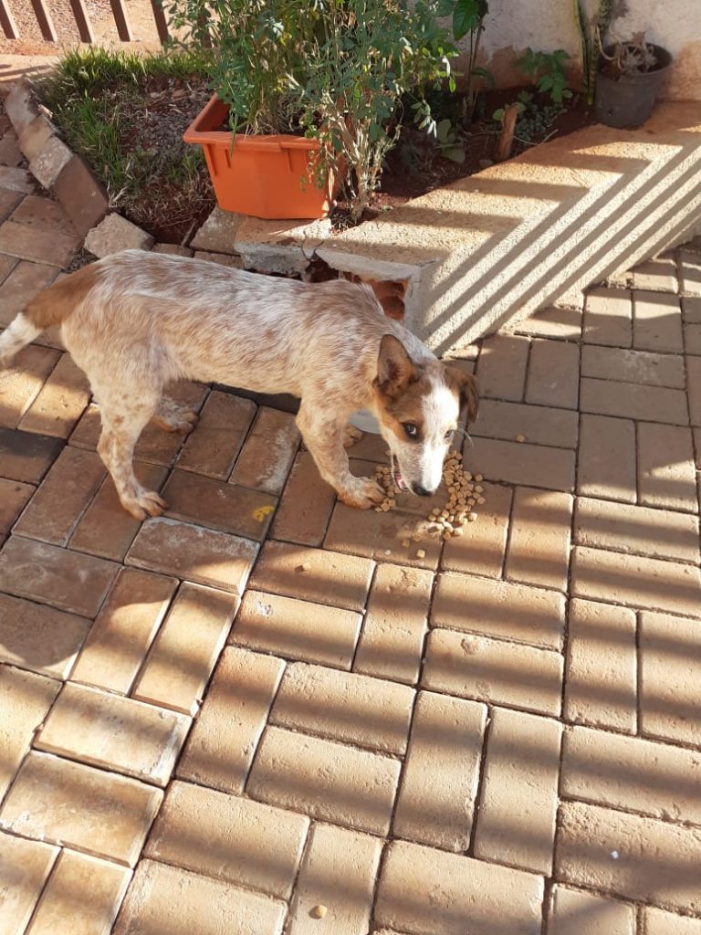 Cachorro é encontrado nas proximidades do Jaborá