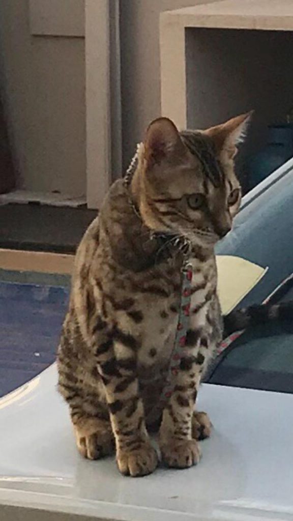 ‘Malbec’ está desaparecido no Bairro Canadá